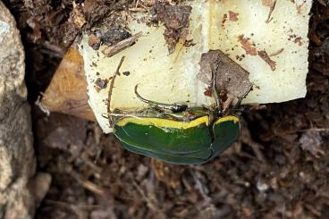 Insekten kaufen und verkaufen Photo: Pachnoda prasina Rosenkäfer Larven Rosenkäferlarven