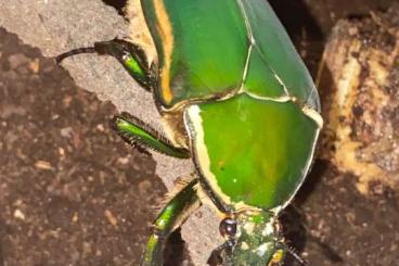 Insekten kaufen und verkaufen Photo: Mecynorhina torquata immaculicollis MTI Rosenkäfer Insekten kaufen und verkaufen Photo: Mecynorhina torquata immaculicollis MTI Rosenkäfer