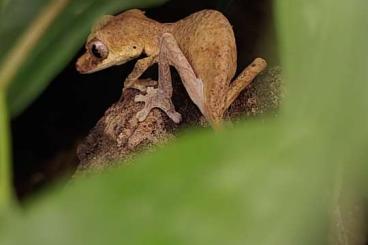 Geckos kaufen und verkaufen Foto: Uroplatus ebenaui 0.1 und Uroplatus Henkeli 1.1 Geckos kaufen und verkaufen Foto: Uroplatus ebenaui 0.1 und Uroplatus Henkeli 1.1