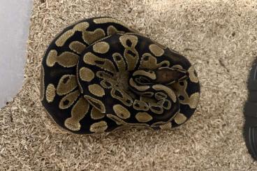 Pythons kaufen und verkaufen Foto: Python regius 0.2 zur Abgabe 