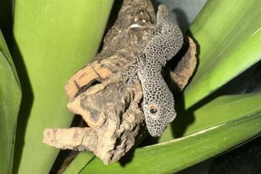 Geckos kaufen und verkaufen Foto: Strophurus teanicauda 1.0 
