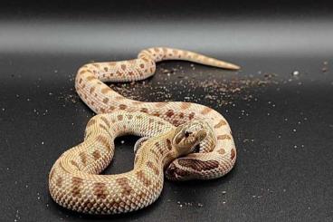 Schlangen kaufen und verkaufen Foto: Heterodon nasicus 1.1.   