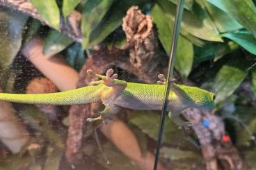 Geckos kaufen und verkaufen Photo: Phelsuma grandis 0.1. Geckos kaufen und verkaufen Photo: Phelsuma grandis 0.1.