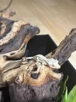Bild 9/12