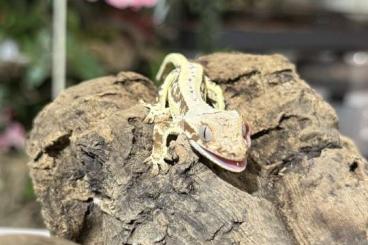 Geckos kaufen und verkaufen Photo: Correlophus ciliatus 0.0.x DNZ 24/25