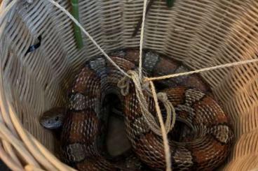 Nattern ungiftige  kaufen und verkaufen Foto: 0.0.1 Kornnatter (Pantherophis guttatus) adult abzugeben