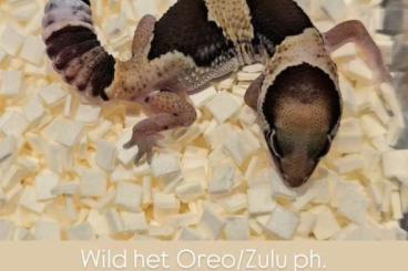Geckos kaufen und verkaufen Photo: 1.0 African Fattail Gecko Wild het Zulu 66%het Oreo,50% het Patternles