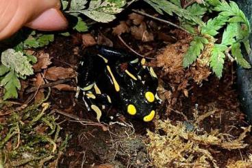 Pfeilgiftfrösche kaufen und verkaufen Foto: Verkaufe meinen dendrobates tinctorius alanis