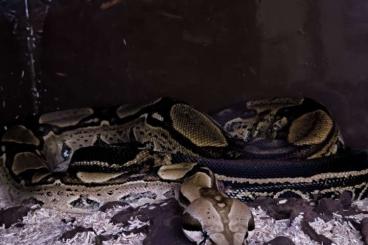 Boas kaufen und verkaufen Photo: Boa c. imperator / th snow leopard and Anery1 dh albino leopard couple