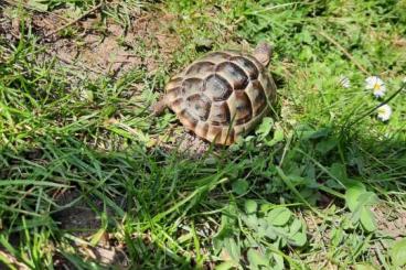 Tortoises kaufen und verkaufen Photo: Griechische Landschildkröte zu verkaufen 