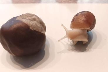 Schnecken kaufen und verkaufen Foto: Weisse Achatschnecke Achatina fulica "White Jade" Jungtiere abzugeben