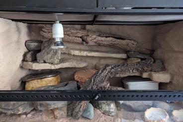 Geckos kaufen und verkaufen Foto: 0.1 Leopardgecko Eublepharis macularius mit Terrarium und Technik