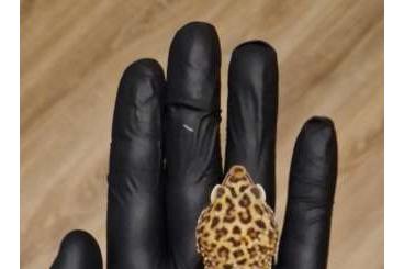 Geckos kaufen und verkaufen Foto: 1.0 Leopardgecko MT BN het.NDBE Pet only 