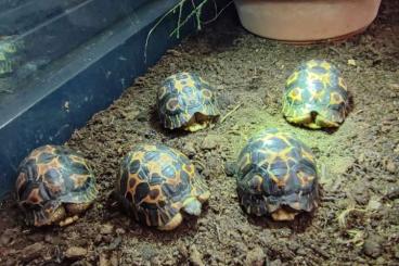Landschildkröten kaufen und verkaufen Foto: Astrochelys radiata aus eigener Nachzucht
