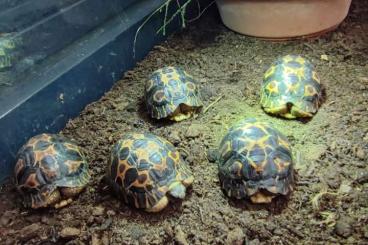Landschildkröten kaufen und verkaufen Foto: Astrochelys radiata aus eigener Nachzucht Landschildkröten kaufen und verkaufen Foto: Astrochelys radiata aus eigener Nachzucht