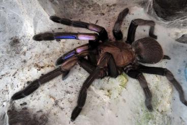 Spinnen und Skorpione kaufen und verkaufen Foto: Chilobrachys natanicharum