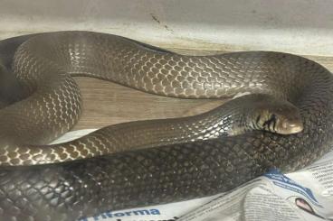 Snakes kaufen und verkaufen Photo: Drymarchon Melanurus femmina scambio.