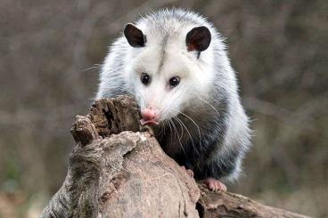 Exotic mammals kaufen und verkaufen Photo: Suche Virginia Opossum / Nord Opossum !