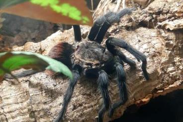 Spiders and Scorpions kaufen und verkaufen Photo: 1.0 Tliltocatl vagans zur Abgabe 