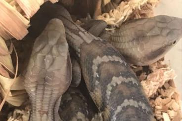 Skinke kaufen und verkaufen Foto: Nördliche Blauzungenskinke zu verkaufen (tiliqua scincoides intermedia