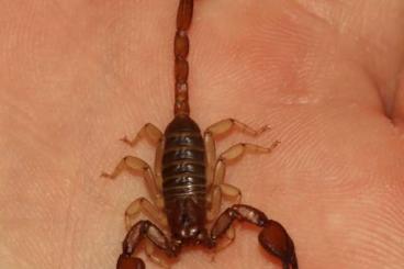 Skorpione kaufen und verkaufen Foto: Suche Euscorpius Skorpion 