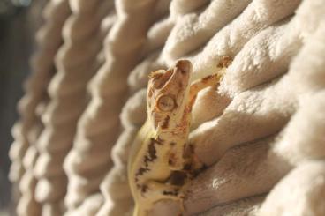 Geckos kaufen und verkaufen Photo: Kronengecko 1.0 Lilly White Geckos kaufen und verkaufen Photo: Kronengecko 1.0 Lilly White