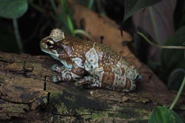 Frösche  kaufen und verkaufen Foto: Ich suche Trachycephalus resinifictrix