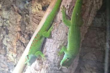 Geckos kaufen und verkaufen Foto: 2 Madagaskar Taggeckos liebevolle Hände zu verschenken Geckos kaufen und verkaufen Foto: 2 Madagaskar Taggeckos liebevolle Hände zu verschenken