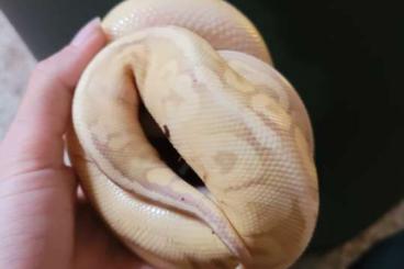 Ball Pythons kaufen und verkaufen Photo: 1.0  Königspython  NZ  23