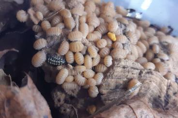 Krebstiere terrestrisch  kaufen und verkaufen Foto: Porcellio, Armadillidium et autres 