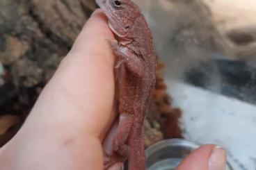 Echsen  kaufen und verkaufen Foto: Anolis sagrei "red" 1.0 à vendre 