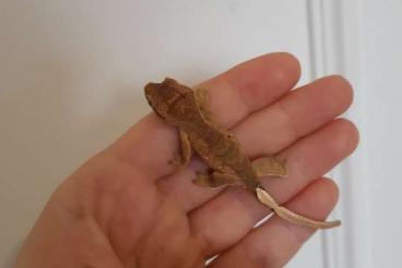 Geckos kaufen und verkaufen Foto: Rhacodactylus ciliatus 0.0.2