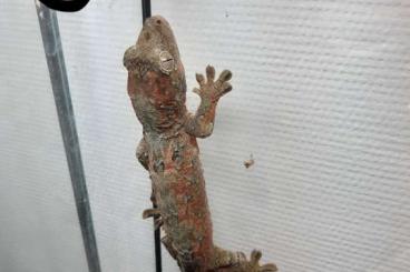 Geckos kaufen und verkaufen Photo: Vens seul ou en couple Mniarogecko chahoua gecko mousse Geckos kaufen und verkaufen Photo: Vens seul ou en couple Mniarogecko chahoua gecko mousse