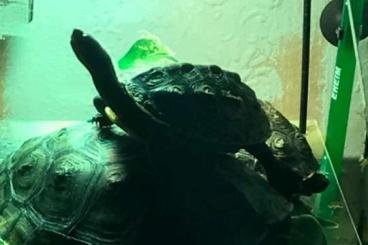 Schildkröten  kaufen und verkaufen Foto: 3 Wasserschild Kröten Chinesische Dreikiel 
