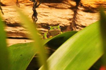 frogs kaufen und verkaufen Photo: hyperolius concolor Gesucht.