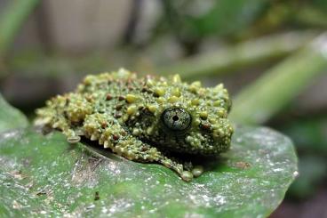 frogs kaufen und verkaufen Photo: Grenouille dendrobate Theloderma corticale 