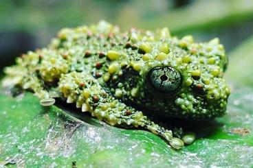 frogs kaufen und verkaufen Photo: Theloderma corticale ,agalychnis 