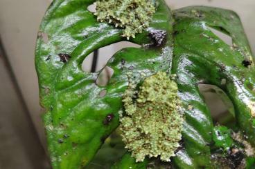 Frösche  kaufen und verkaufen Foto: Theloderma corticale grenouille mousse 