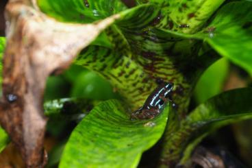 frogs kaufen und verkaufen Photo: Hyxolaxus azureiventris ,theloderma corticale, e frogs kaufen und verkaufen Photo: Hyxolaxus azureiventris ,theloderma corticale, e