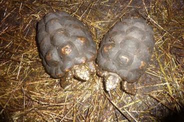 Tortoises kaufen und verkaufen Photo: ein super schönes Köhlerschildkröten paar