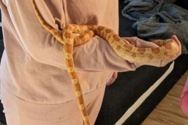 Snakes kaufen und verkaufen Photo: Orange Kornnatter und Zubehör 