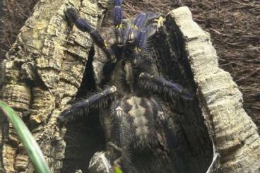 - bird spiders kaufen und verkaufen Photo: 1.1 Poecilotheria Metallica Zuchtpaar - bird spiders kaufen und verkaufen Photo: 1.1 Poecilotheria Metallica Zuchtpaar