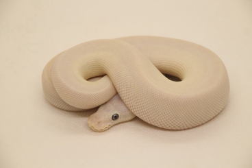 Ball Pythons kaufen und verkaufen Photo: 0.1 Blue Eyed Lucy aus 2022