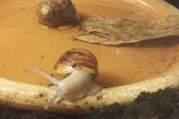 Mollusca kaufen und verkaufen Photo: 2 x Achatschnecken achatina maginata ovolum