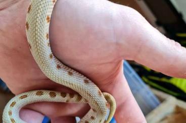 Nattern ungiftige  kaufen und verkaufen Foto: Hakennasennatter (Heterodon nasicus) 