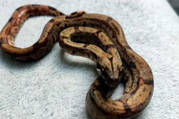 Boas kaufen und verkaufen Foto: Boa constrictor Suriname et sabogae 