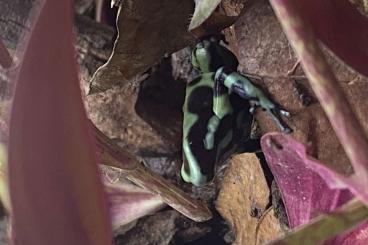Pfeilgiftfrösche kaufen und verkaufen Foto: Dendrobates auratus „Karibik“ Pfeilgiftfrösche kaufen und verkaufen Foto: Dendrobates auratus „Karibik“