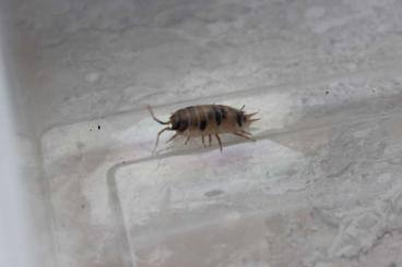 other Arthropoda kaufen und verkaufen Photo: "Panda Asseln" Ausgewachsene Tiere other Arthropoda kaufen und verkaufen Photo: "Panda Asseln" Ausgewachsene Tiere