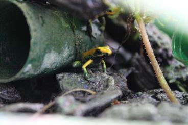 Poison dart frogs kaufen und verkaufen Photo: Phyllobates Bícolor "Uraba" Poison dart frogs kaufen und verkaufen Photo: Phyllobates Bícolor "Uraba"