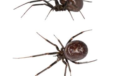 Spinnen und Skorpione kaufen und verkaufen Foto: Steatoda Grossa 0.0 Theridiidae 